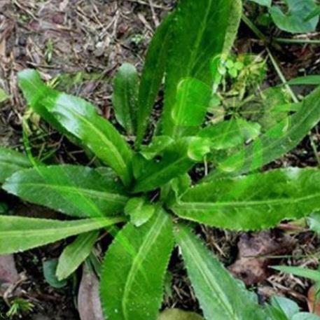 Hạt giống ngò gai - gói 3 gram