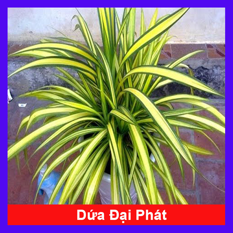 Cây dứa đại phát - dứa sọc vàng - cây cảnh mini