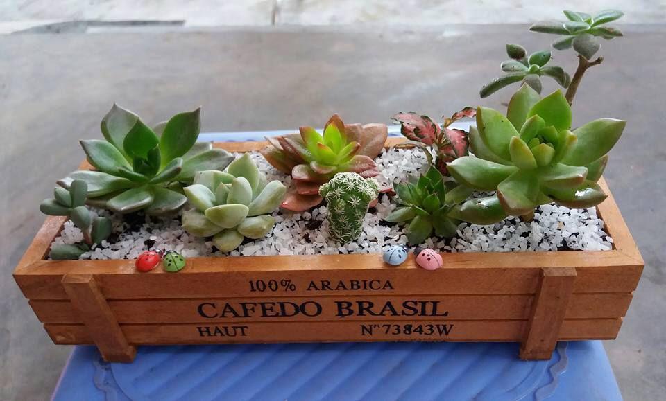Chậu trồng cây cảnh: Mẫu chậu gỗ Cafedo
