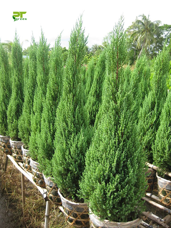 Cây sơn tùng cao 40-90 cm+ trang trí noel