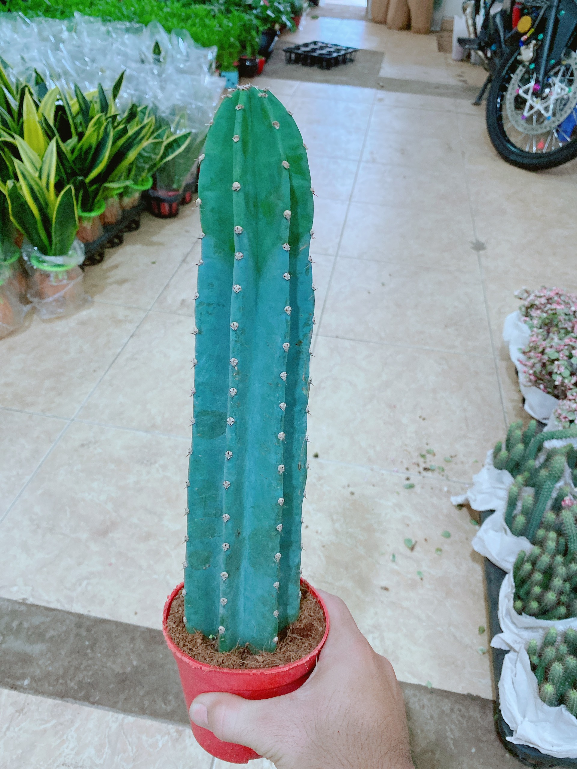 Xương Rồng Trụ Loại Lớn