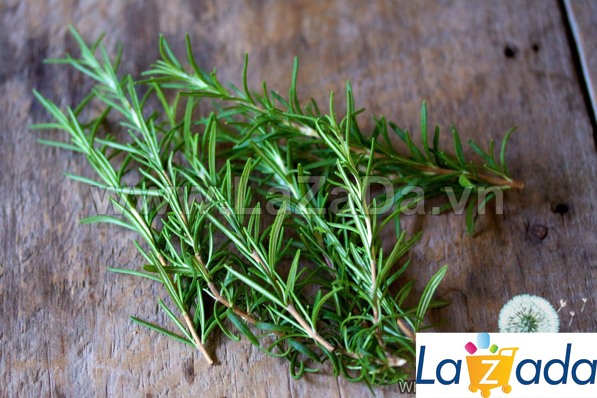 10h Hạt Giống Hương Thảo Rosemary (TLB3| C25*W50*M243)