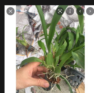 Vũ nữ vàng siêng hoa cây giống