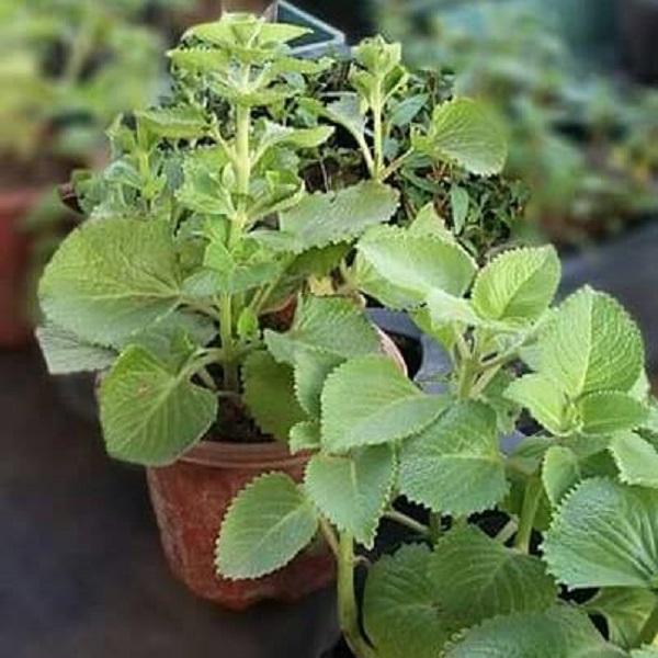 [Mới] - Hạt giống rau bạc hà