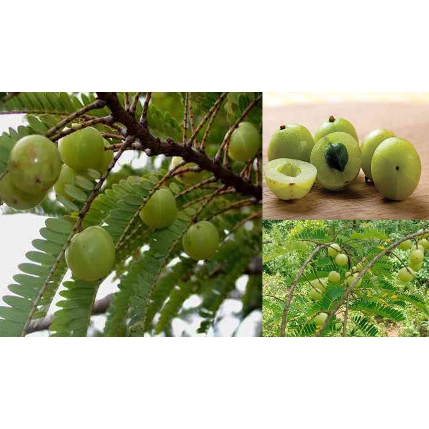 cây giống me rừng (me tròn, mắc kham ), mận rừng