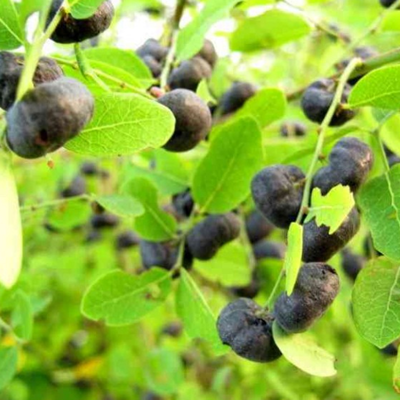 Cây mực (phèn đen) – 1KG - DV206