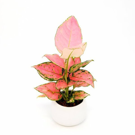 Cây cảnh mini - Cây Vạn Lộc Đỏ - Cây Hồng Phát Lộc