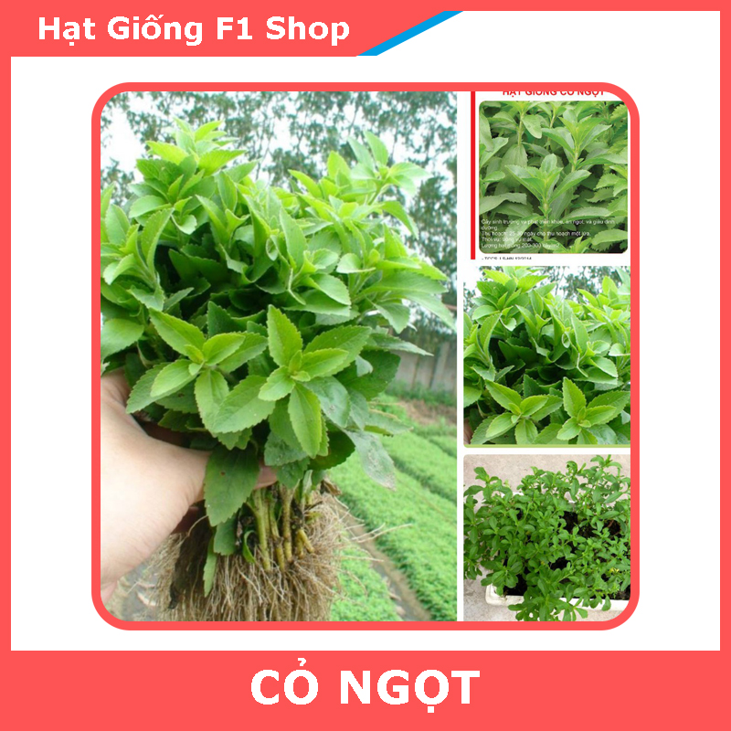 Hạt Giống Cây Cỏ Ngọt Dễ Trồng Gói 5 Hạt