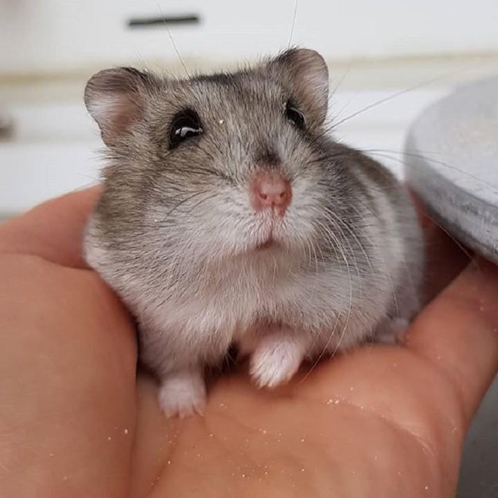 thức ăn hamster - thức ăn hamster