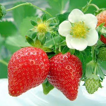 0.05gram Hạt Giống Dâu Tây Đỏ Sai Trái