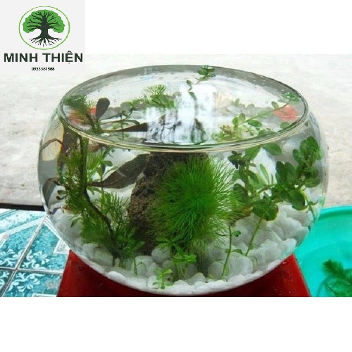[HCM]Bể Cá Thủy Tinh  Bầu Hồ Cá D10CM x H8CM T07