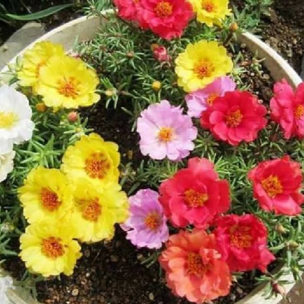 Hạt giống hoa 10 giờ đơn mix màu-gói 200 hạt