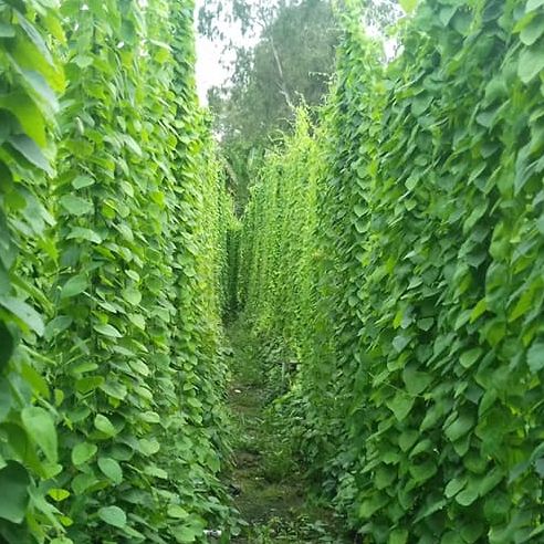 Furry Ginseng Seeds - Pack of 30 Seeds