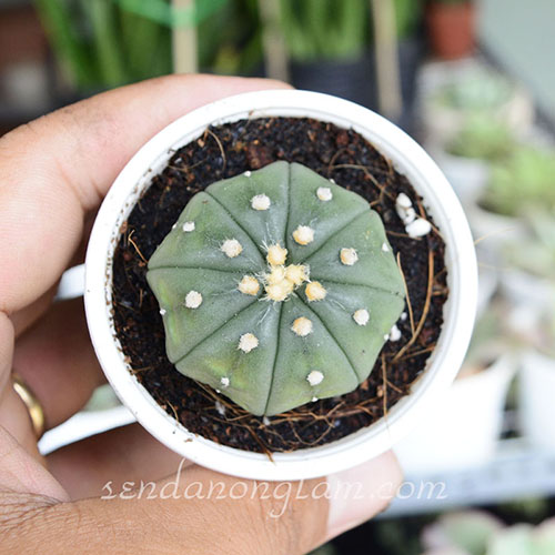 Xương rồng Aster ( Xương rồng không gai)