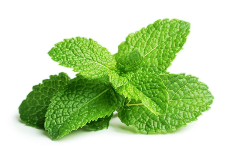 Tinh dầu bạc hà Peppermint