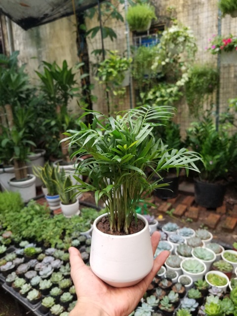 Cây cau tiểu trâm nhỏ để bàn
