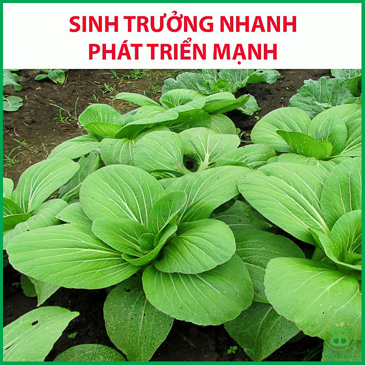 Hạt Giống Cải Thìa 20Gr Bẹ Lớn, Ngọt