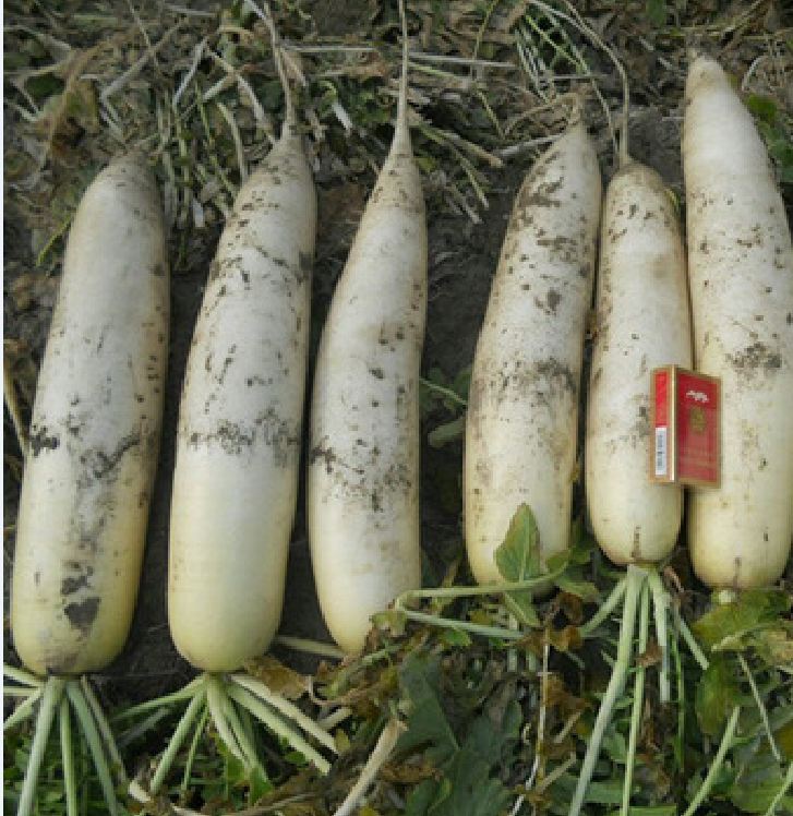 White Radish Seeds (Sugar Beet) - 20Gram Pack