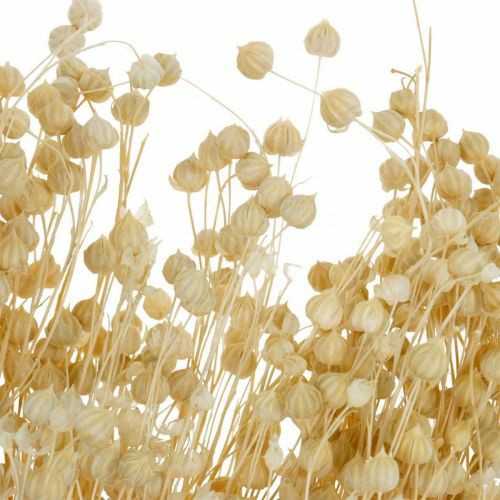 hoa khô flax, cỏ khô linum, cành hạt đậu