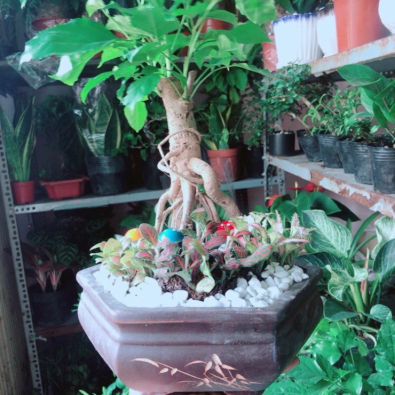 [HCM]Chậu Cây Hạnh Phúc Bonsai (chậu gốm)