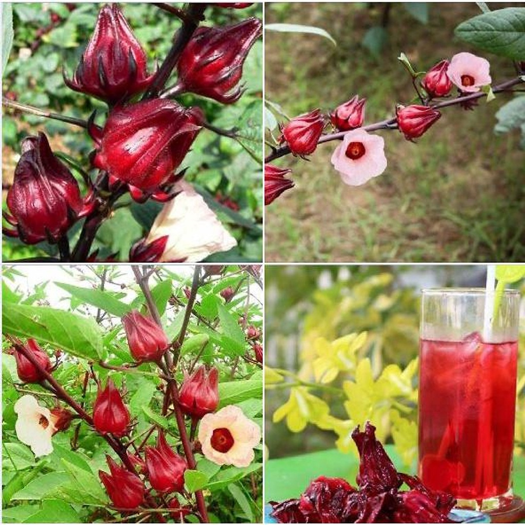 Hạt Giống Hoa  Atiso Đỏ ( Bụp Giấm - Gói 10 Hạt) - Dễ Trồng, Dưỡng Nhan