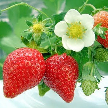 [HCM]20 Hạt Giống Dâu Tây Đỏ