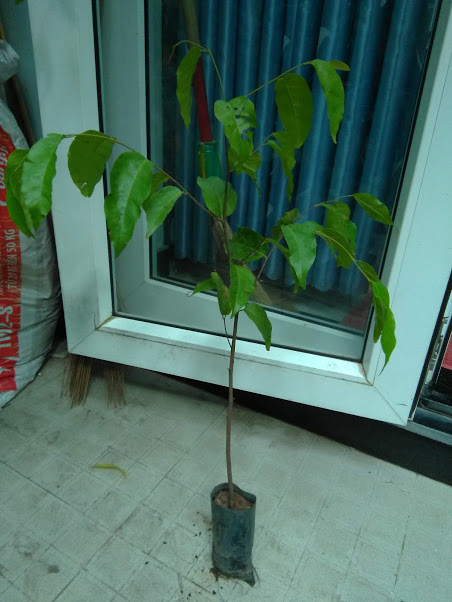 Cây sao đen giống