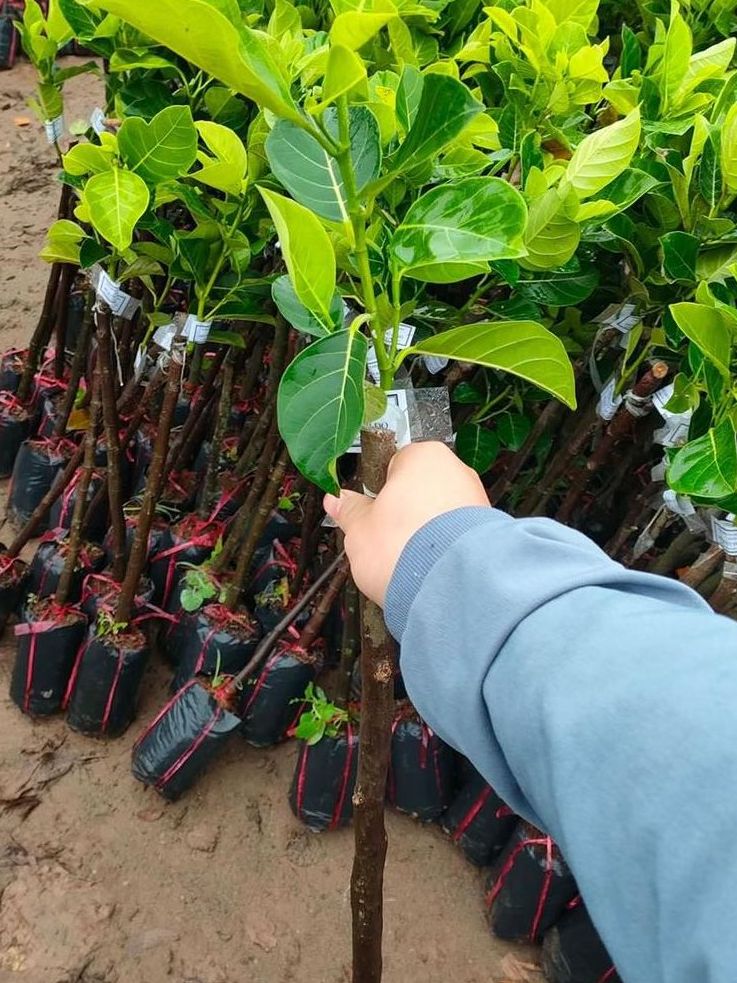 CÂY GIỐNG MÍT ẤN ĐỘ SIÊU TRÁI. [ GIỐNG MỚI ]