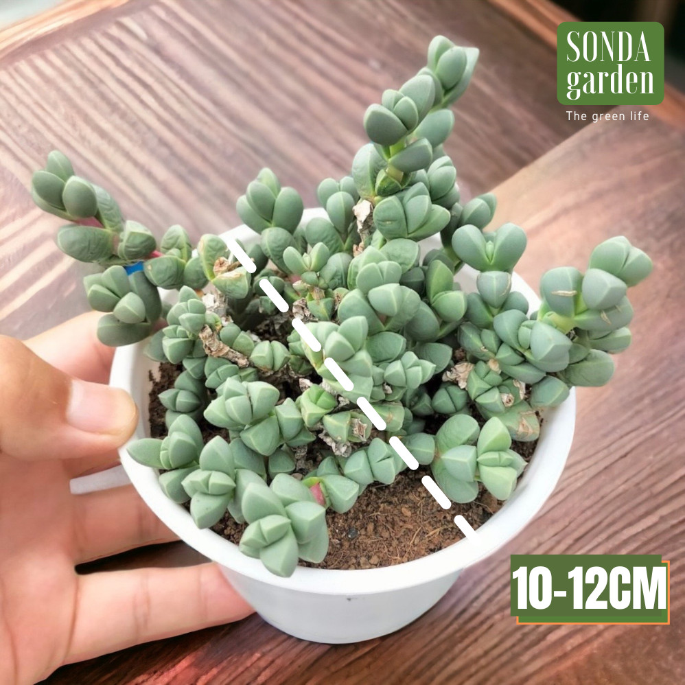 SEN ĐÁ TIM SIZE TRUNG BÌNH LỖI 1 ĐỔI 1