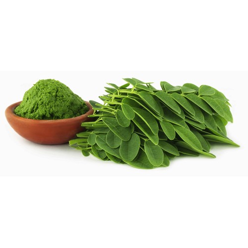 Hạt giống rau Chùm Ngây