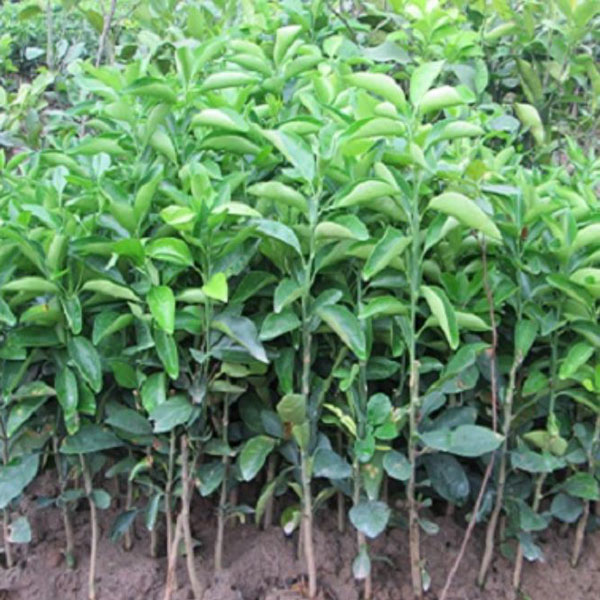 CÂY GIỐNG CAM ĐƯỜNG CANH