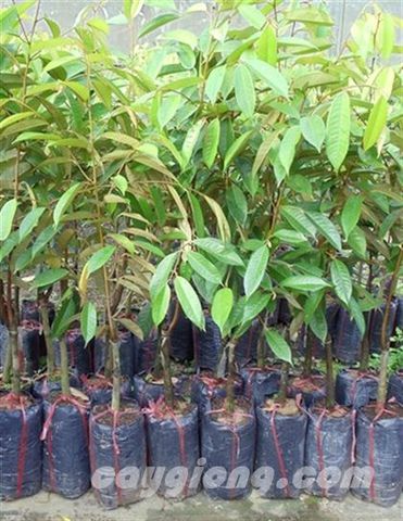 CÂY GIỐNG SẦU RIÊNG R6