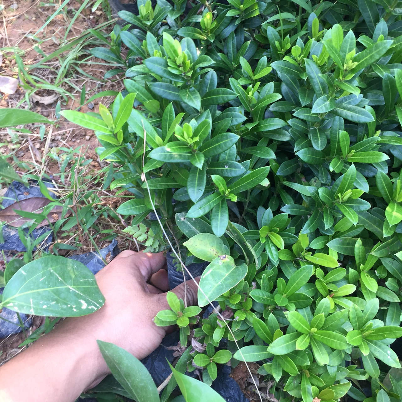 Cây giống mẫu đơn ngũ sắc