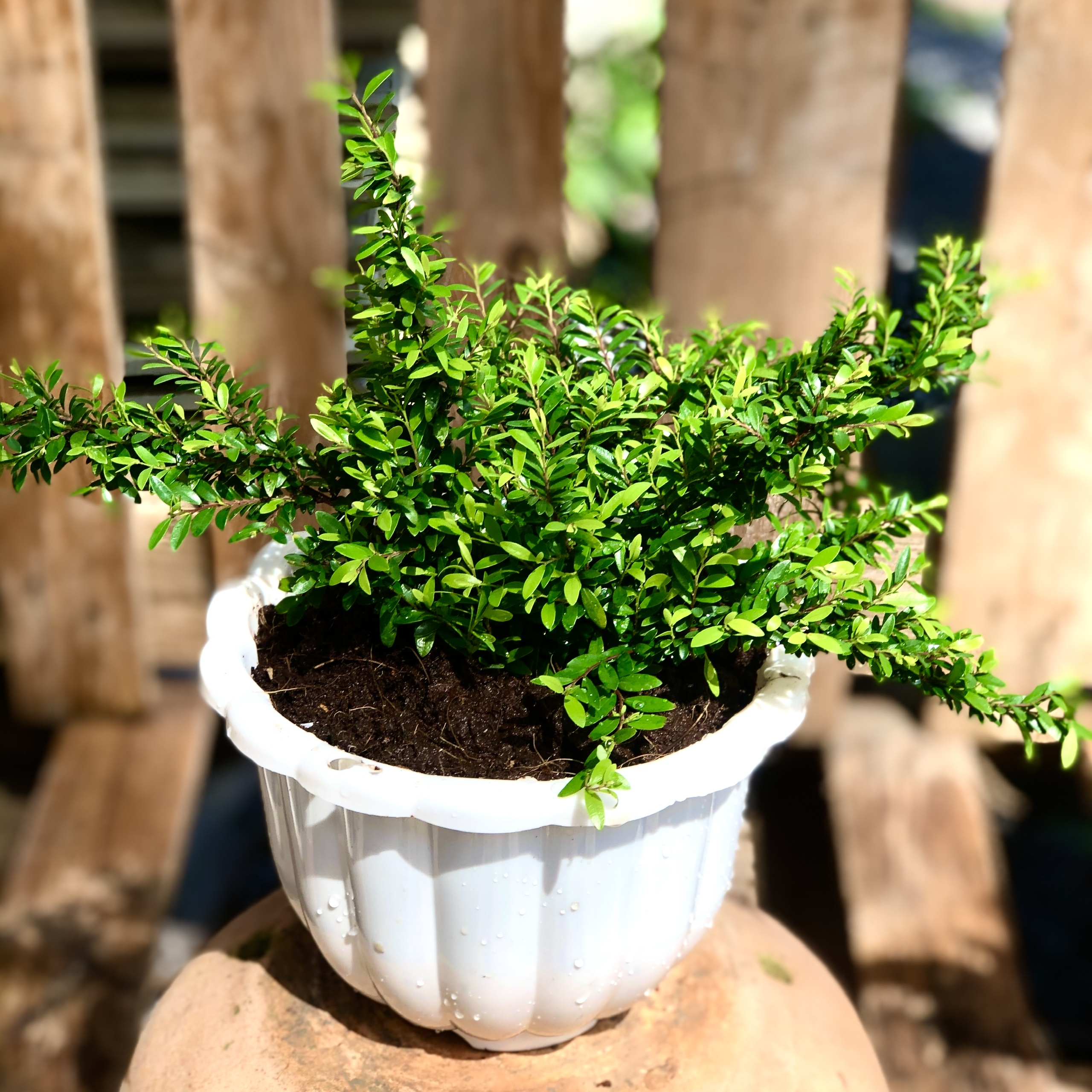 Chậu cây Sơn Liễu lá dài