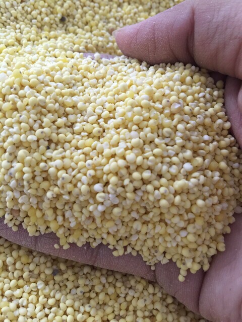 [HCM]Hạt Kê Nếp Vàng ĐÃ BÓC VỎ |500G
