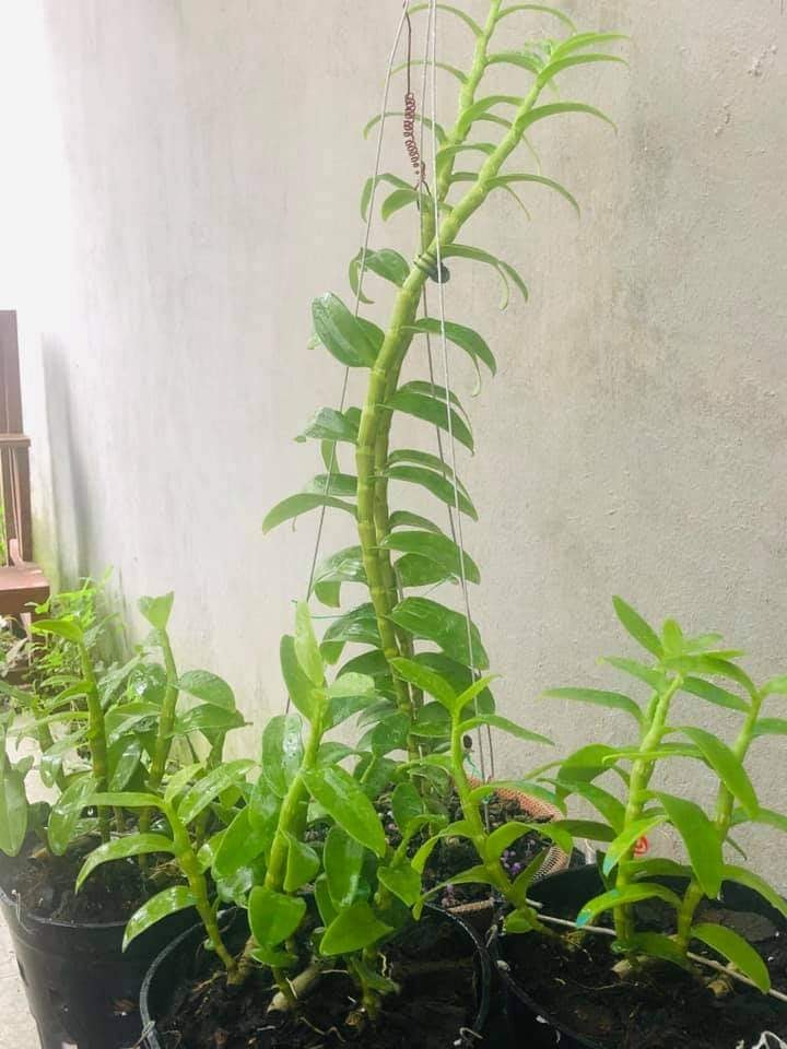 Lan Phi điệp 5 CÁNH TRẮNG HỒNG NHẬT HẠ