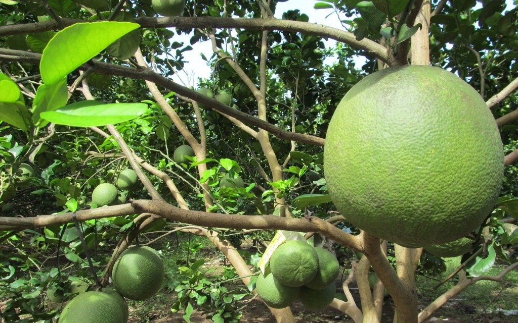Cây Bưởi Da Xanh Ruột Hồng