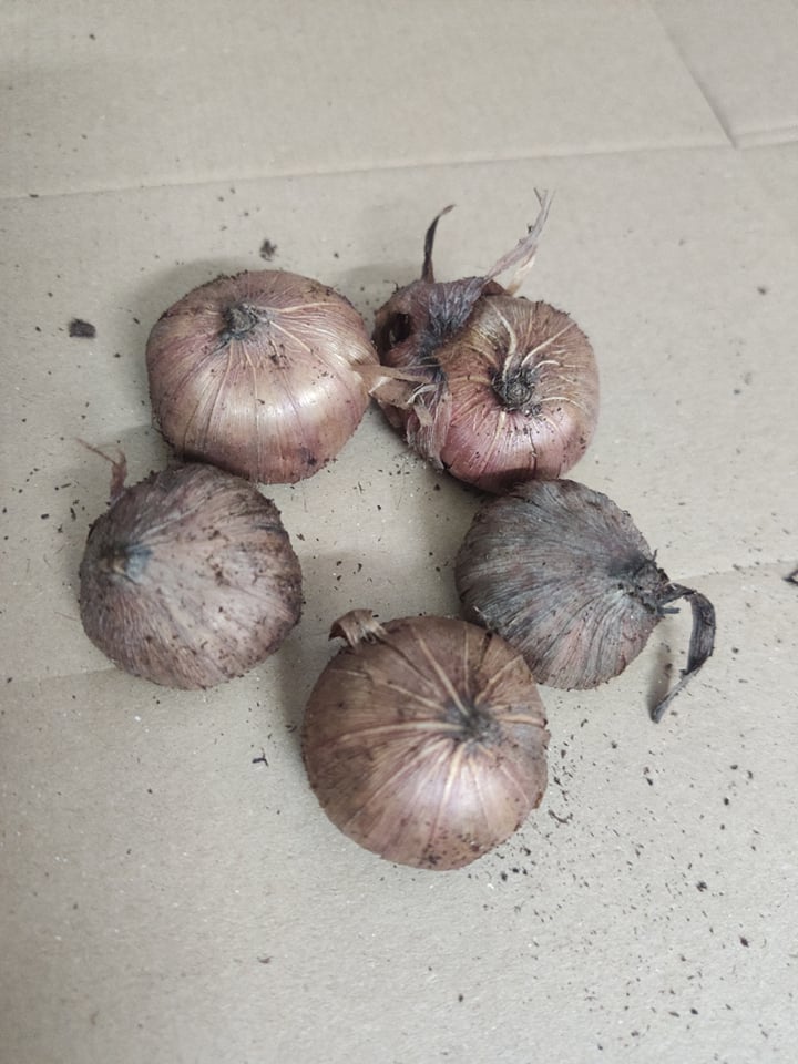 CỦ hoa layơn 5 củ (5 màu ngẫu nhiên tùy đợt) len hoa nhanh dễ chăm