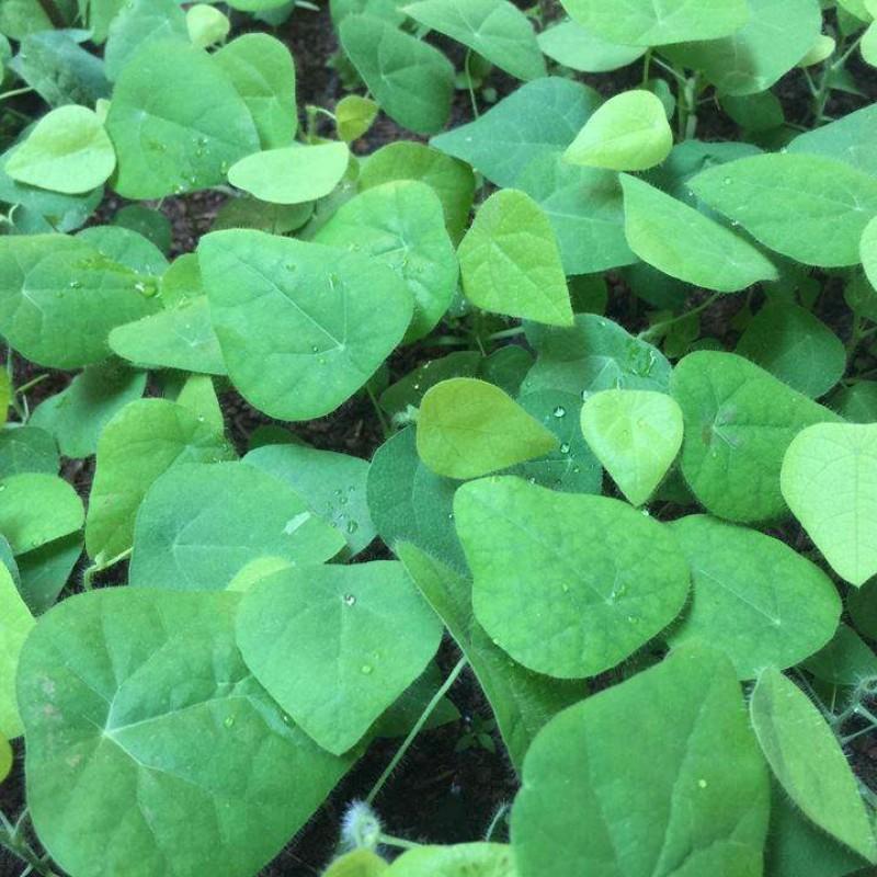 Furry Ginseng Seeds - Pack of 30 Seeds