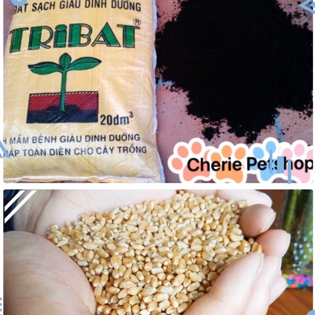 Combo đất + hạt giống trồng cỏ mèo cho thú cưng