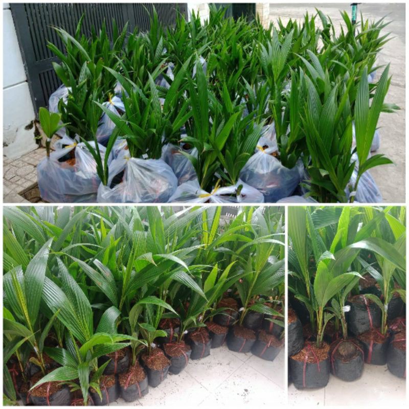 CÂY GIỐNG DỪA XIÊM XANH LÙN (cây giống siêu sớm có bảo hành )