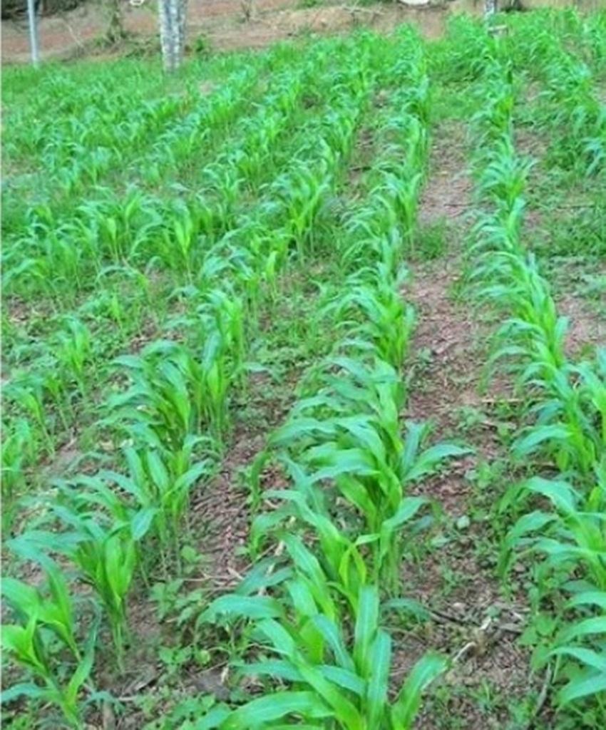 Combo 1 gói Hạt giống cỏ chăn nuôi Sudan gói 10g, 1 gói kích nảy mầm, 1 gói phân bón nảy chồi ra lá