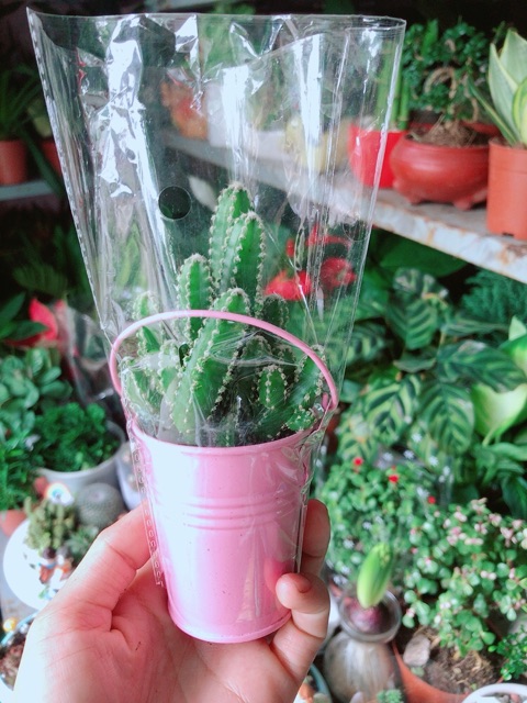 Chậu Xương Rồng Mini