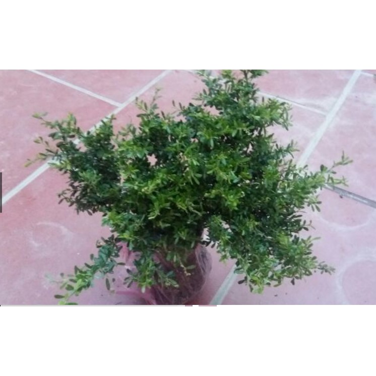 Cây Giống Hoa Linh Sam Tím Bonsai