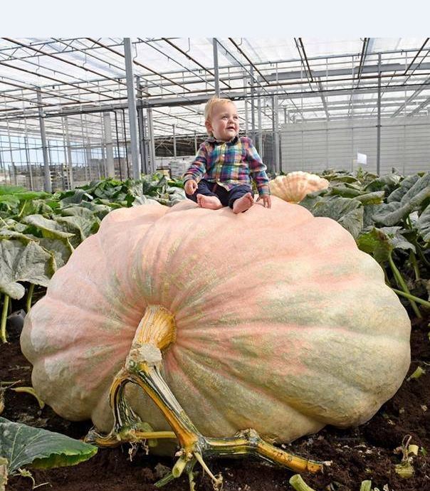 " Gói 5 "Hạt giống bí ngô khổng lồ ( bí đỏ khổng lồ ) [Seeds]