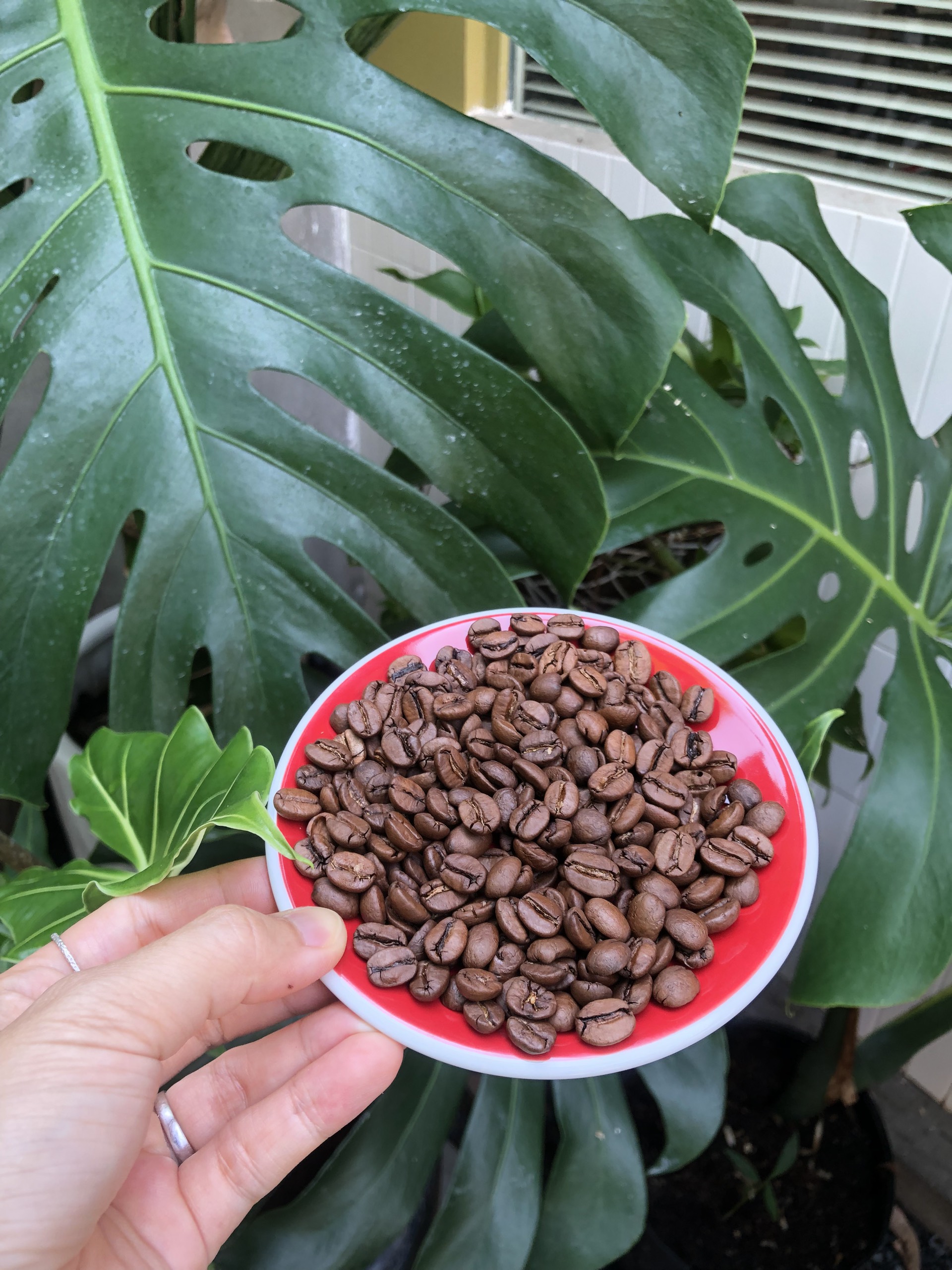 Cà Phê Brazil rang đậm vừa Arabica Espresso Santo Antonio Chocola - Stupiducks Specialty Coffee