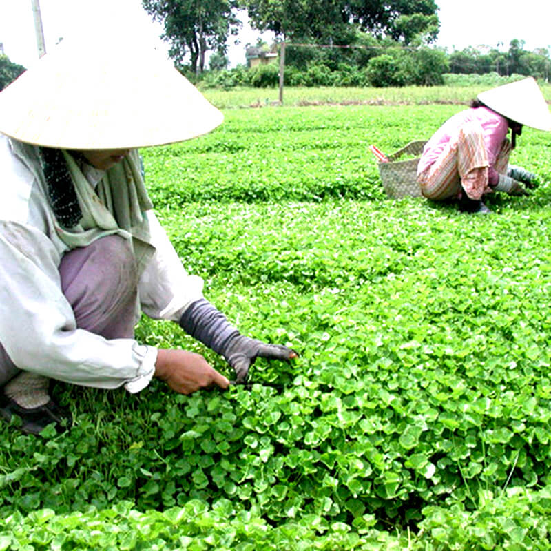 Túi 1 Gram Hạt giống rau má lá nhỏ