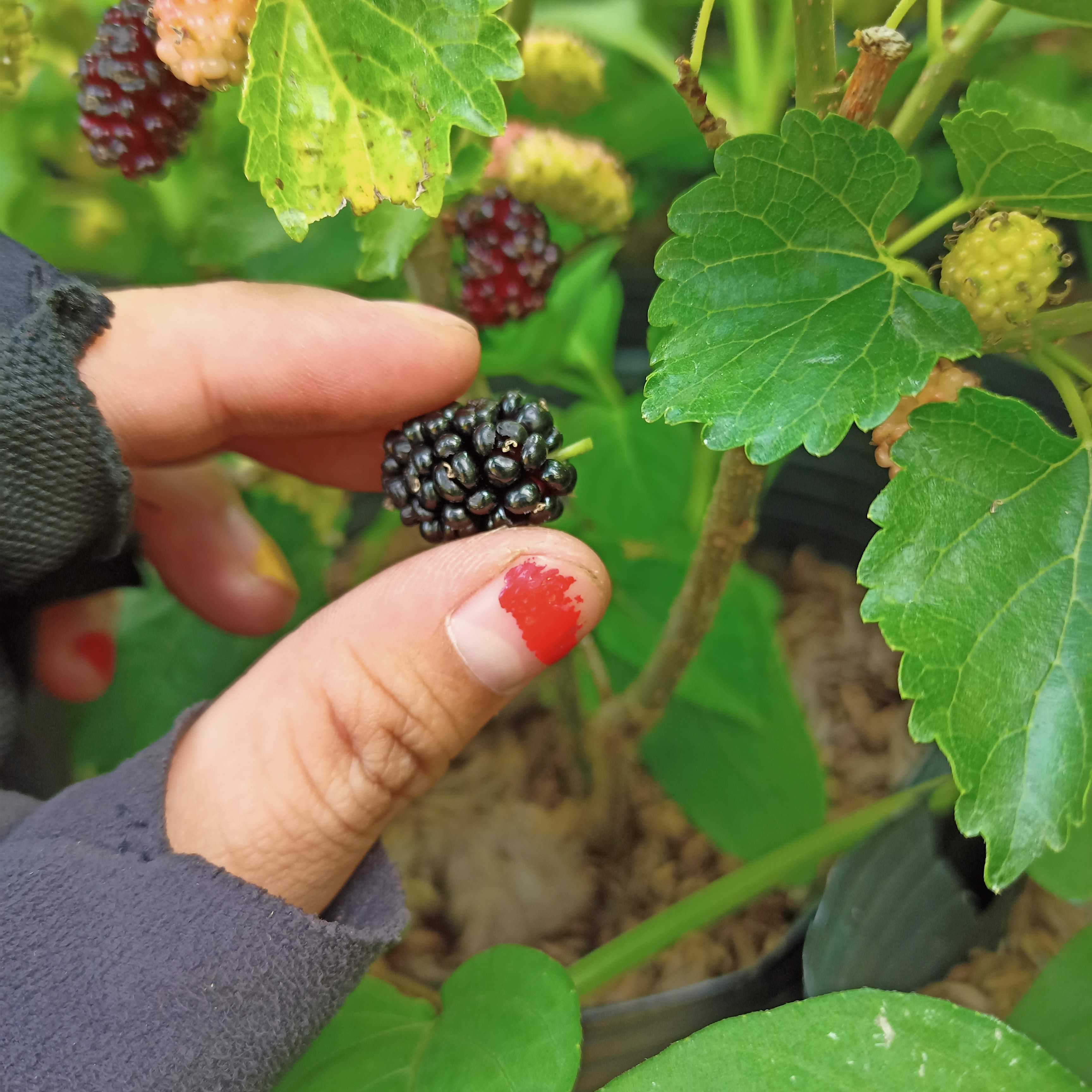 Cây dâu tằm, dâu ta, morus alba bộ rễ ổn định, tán sum, khỏe mạnh, đang hoa, đang trái - Summer Garden