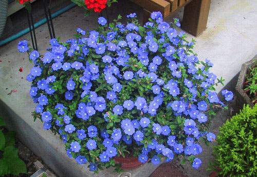 Chậu cây hoa thanh tú - Blue Daze - Summer Garden