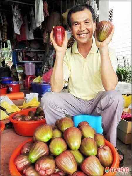CÂY GIỐNG MẬN ĐƯỜNG ĐAI L0AN (cây ghép siêu sớm)